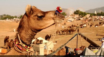 Colourful Fairs of Rajasthan Present the Glimpses of its Culture