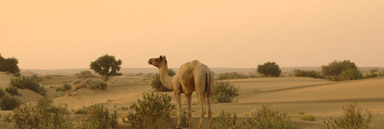 Thar Desert – The Great Indian Desert